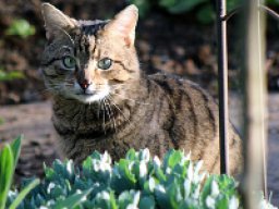 european_shorthair_20211211_1883964585